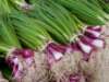 Spring at the Farmers Market: Onions