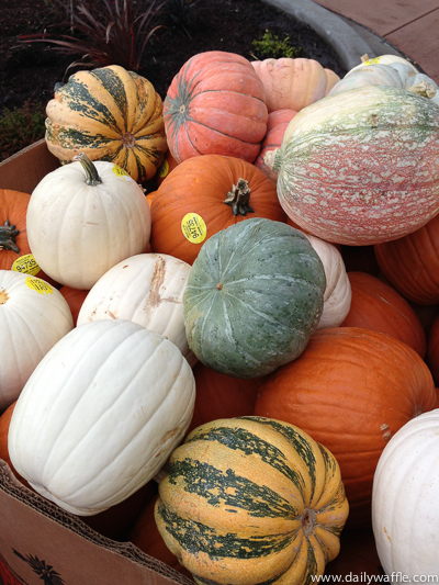 pumpkins at trader joes | dailywaffle