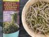 What to do with Trader Joe’s Matcha Noodles (aka Soba)