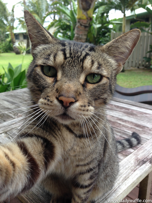 kauai vacation cat selfie |dailywaffle